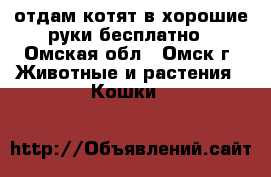 отдам котят в хорошие руки бесплатно - Омская обл., Омск г. Животные и растения » Кошки   